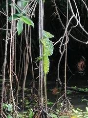 Basiliscus plumifrons image