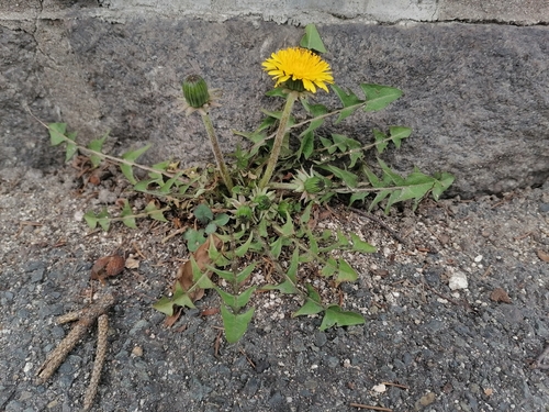 elongate-bracted dandelion (Taraxacum longisquameum)