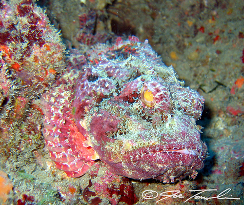 Spotted Scorpionfish