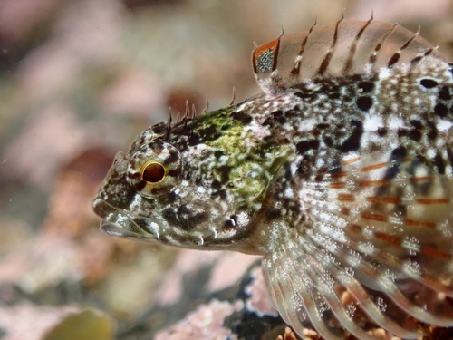 Tidepool Sculpin