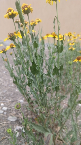 Alkali Sunflower