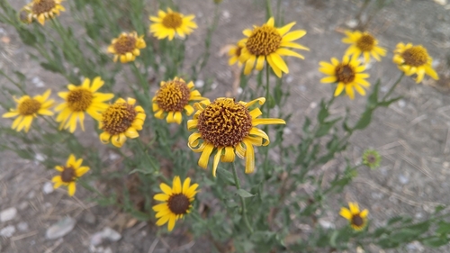 Alkali Sunflower