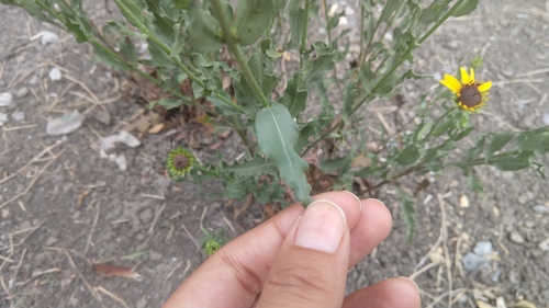 Helianthus laciniatus A.Gray