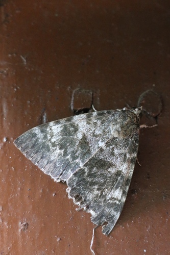 Catocala prolifica