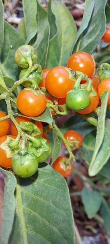 Solanum corymbosum