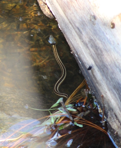Black-necked Garter Snake (Thamnophis cyrtopsis)