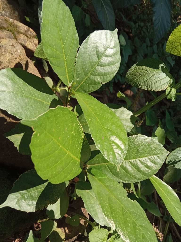 Ficus montana (Ficus montana)