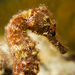 Observation photo