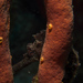 Observation photo