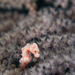 Observation photo