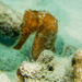 Observation photo