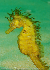 Hippocampus guttulatus
