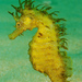 Observation photo