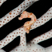 Observation photo
