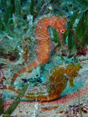 Hippocampus jayakari