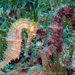 Observation photo