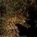Observation photo