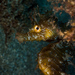 Observation photo