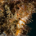 Observation photo
