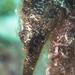 Observation photo