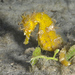 Observation photo
