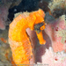 Observation photo