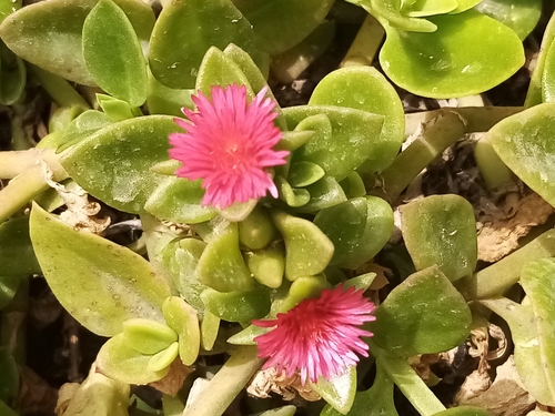 heart-leaf ice plant