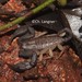 Scorpiops tenuicauda - Photo (c) Christian Langner, όλα τα δικαιώματα διατηρούνται, uploaded by Christian Langner