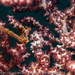 Observation photo