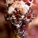 Observation photo