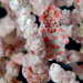 Observation photo