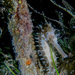 Observation photo