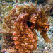 Observation photo