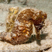 Observation photo