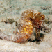 Observation photo