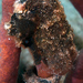Observation photo
