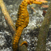 Observation photo