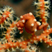 Observation photo