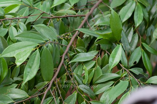 Eurya acuminatissima