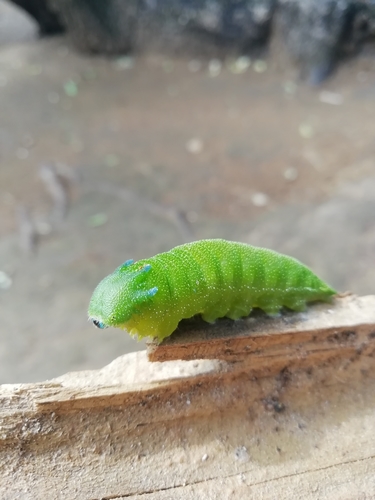White-barred Emperor