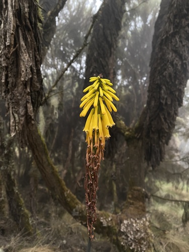 Kniphofia thomsonii