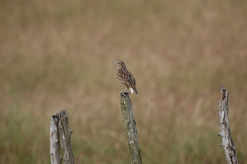 Eastern Meadowlark