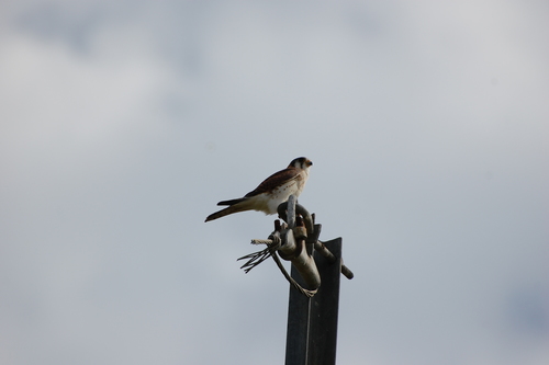 American Kestrel