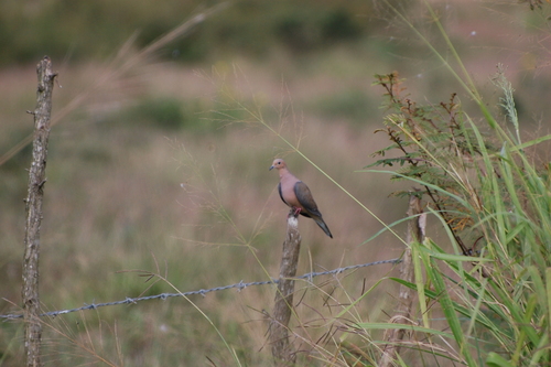 Mourning Dove