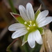 Sea Mouse-Ear - Photo (c) Robert H. Wardell, all rights reserved