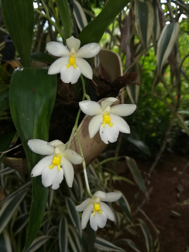 Rossioglossum krameri