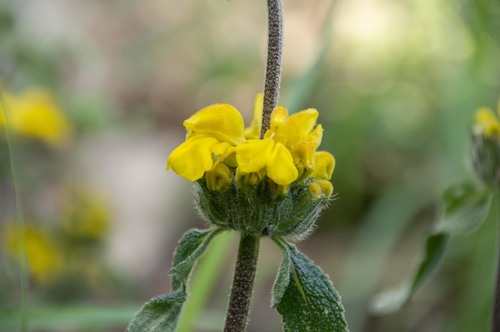 Phlomis longifolia