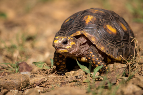 Red-footed Tortoise