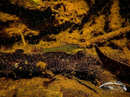 Hisonotus aky