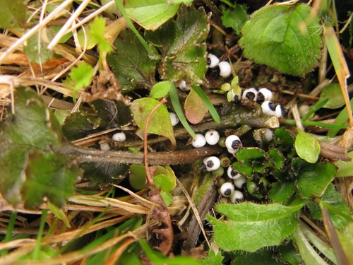 Gunnera monoica Raoul